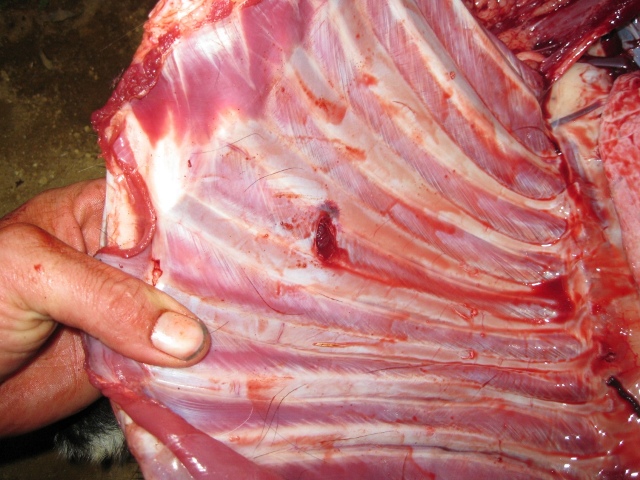 vld exit thru ribs 1015 yards web